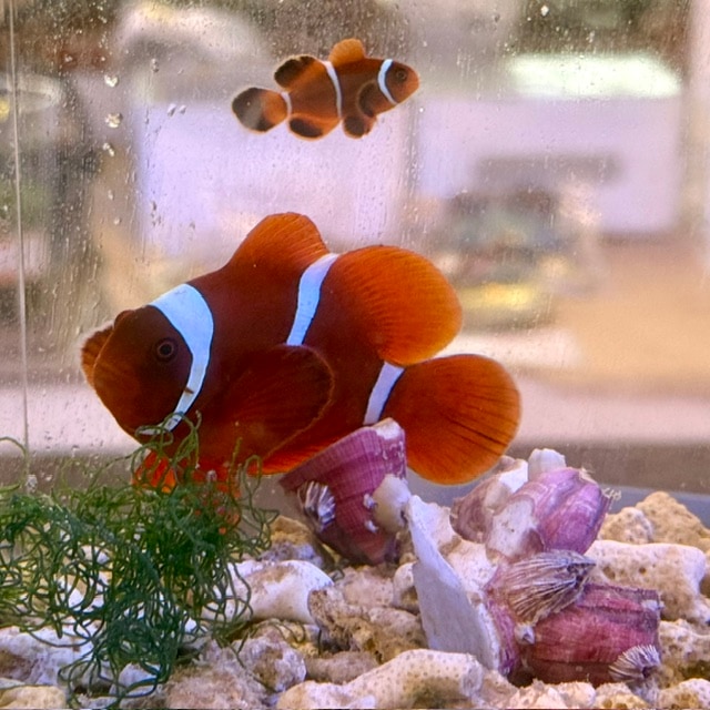 ジュウイチトゲコブシガニ【セブ産】 | 海水魚図鑑（過去入荷）,甲殻類