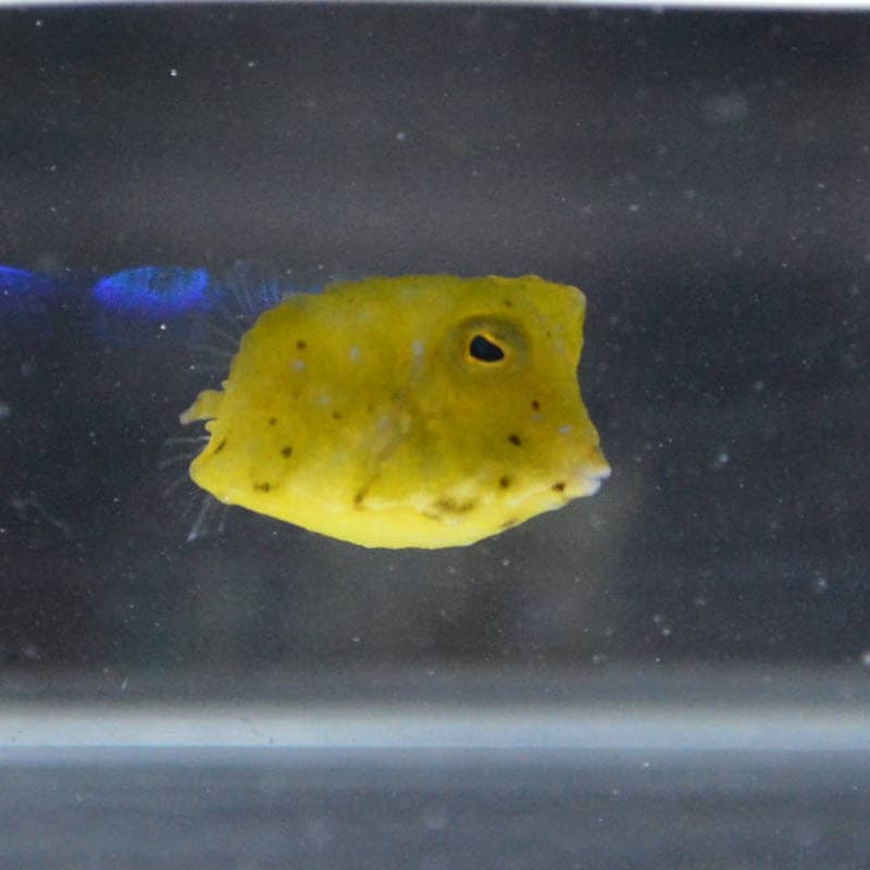 コンゴウフグ ベビー インドネシア産 海水魚図鑑 過去入荷 海水魚 フグ ハコフグ やどかり屋