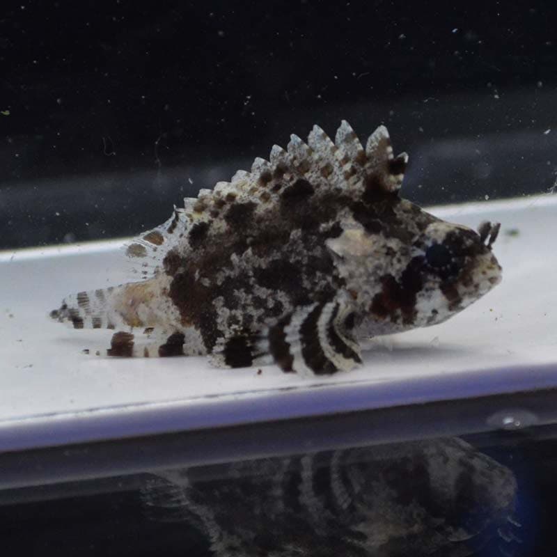 オニハタ【セブ産】 | 海水魚図鑑（過去入荷）,海水魚,バスレット