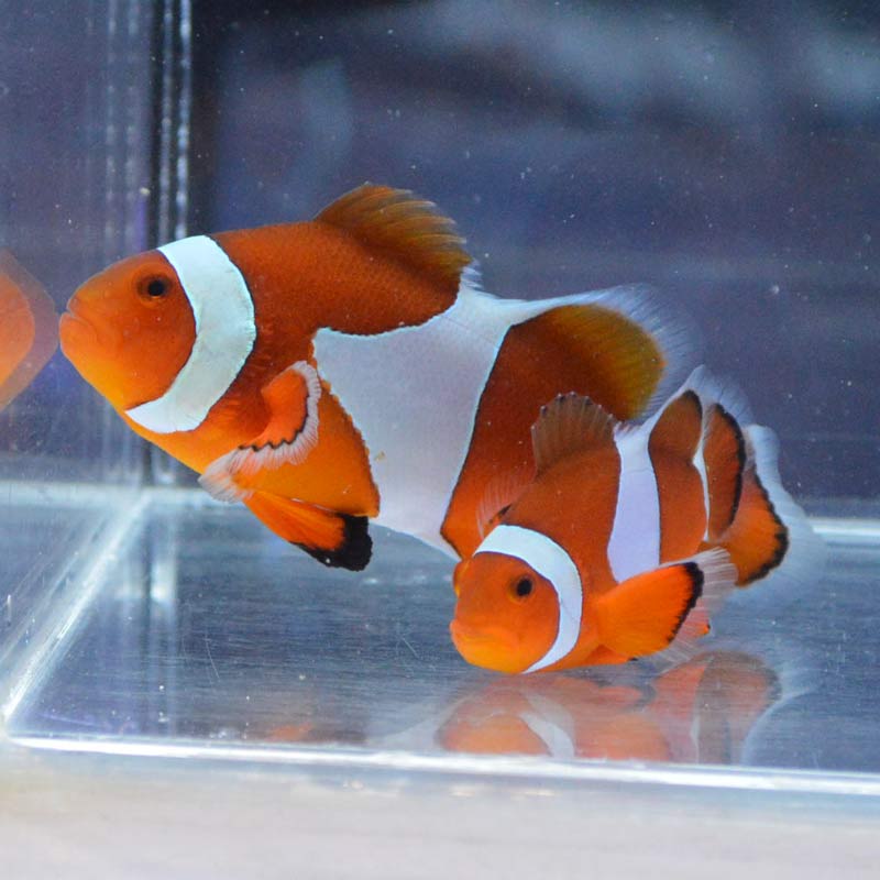 カクレクマノミ □期間限定ポイント10倍□八重山産 カクレクマノミ ペア - 海水魚