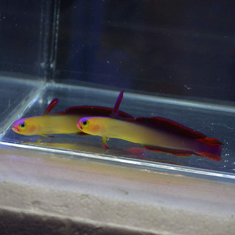 アケボノハゼ 仲良し【インド洋産】 | 海水魚図鑑（過去入荷）,海水魚