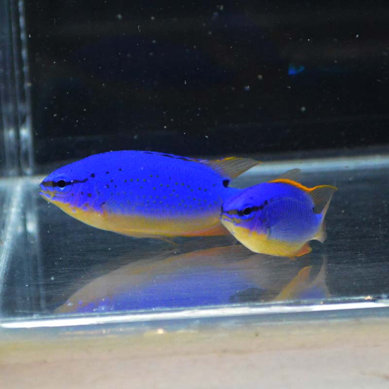 フィジーダムセル ペア【フィジー産】 | 海水魚図鑑（過去入荷）,海水