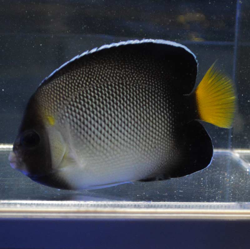 YouTube10000人記念セール10%OFF対象商品】【海水魚・ヤッコ