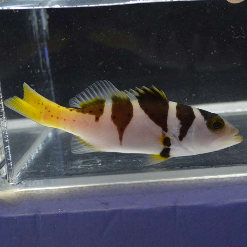 コクハンアラ【セブ産】 | 海水魚図鑑（過去入荷）,海水魚,バスレット