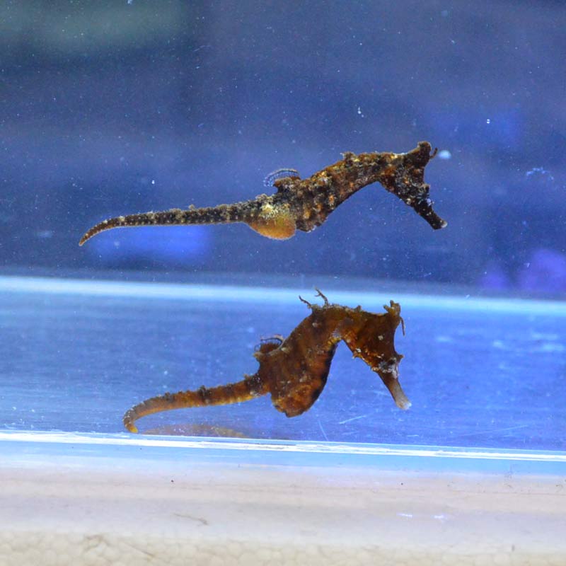 海水魚 タツノオトシゴ ドラゴン ペア Alba Com Gt 海水魚 タツノオトシゴ ドラゴン ペア Alba Com Gt