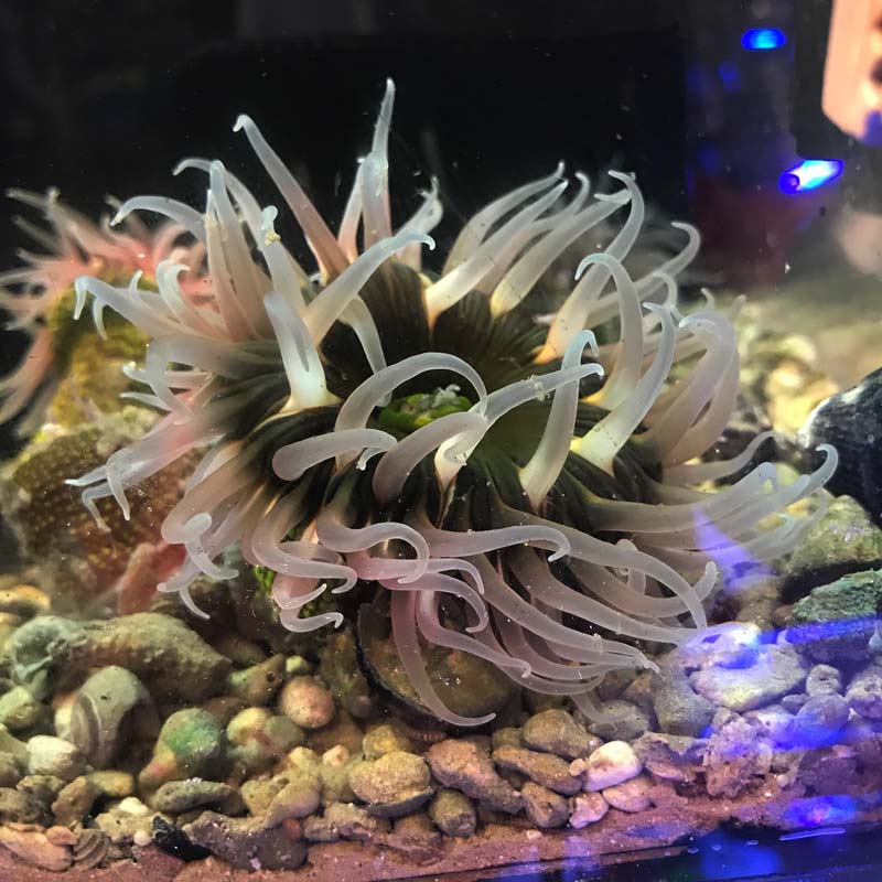 ミドリイソギンチャク 近海産 海水魚図鑑 過去入荷 サンゴ イソギンチャク イソギンチャク やどかり屋 ミドリイソギンチャク 近海産 海水魚図鑑 過去入荷 サンゴ イソギンチャク イソギンチャク やどかり屋