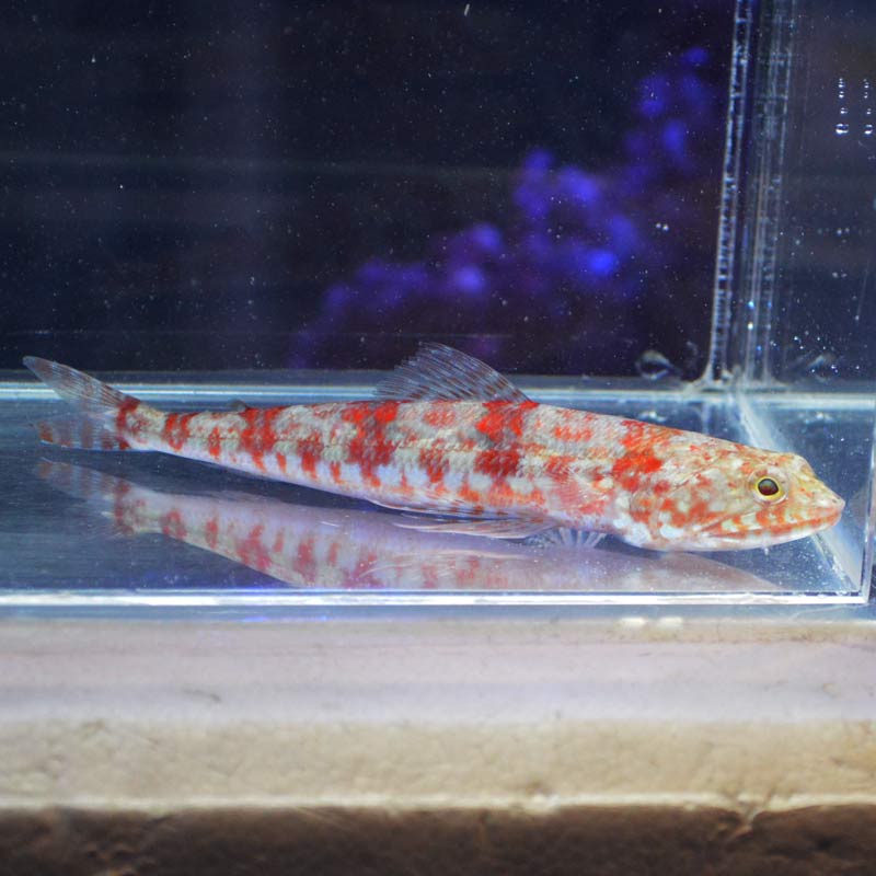 エソsp.【沖縄産】 | 海水魚図鑑（過去入荷）,海水魚,その他 | やどかり屋