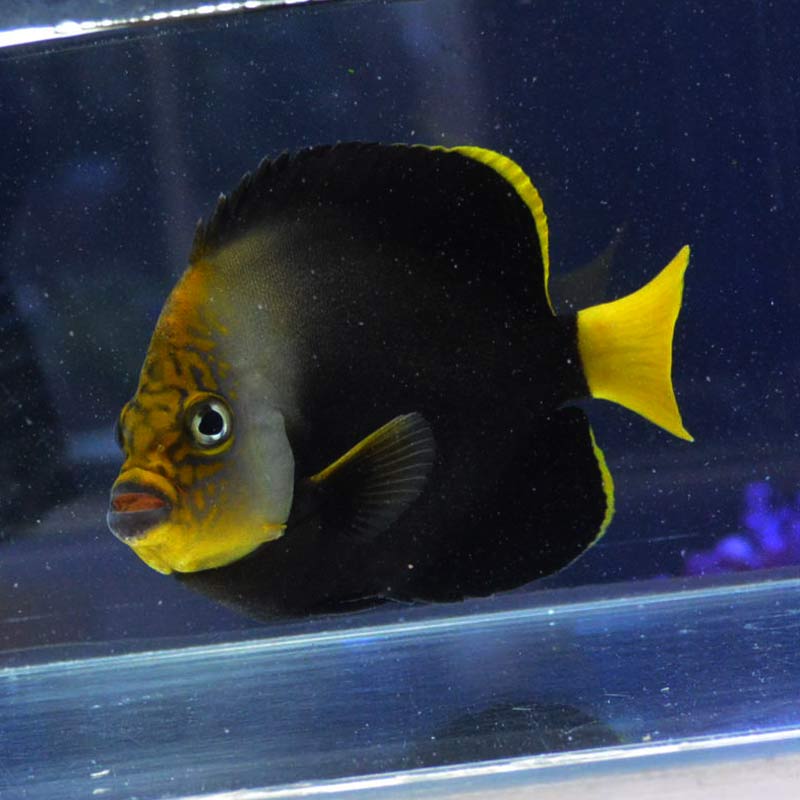 キヘリキンチャクダイ イエローテール セブ産 海水魚図鑑 過去入荷 海水魚 ヤッコ やどかり屋 キヘリキンチャクダイ イエローテール セブ産 海水魚図鑑 過去入荷 海水魚 ヤッコ やどかり屋