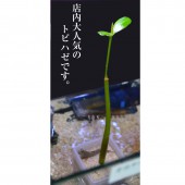 オカヤドカリといっしょに住める、トビハゼ【インド産】【汽水】