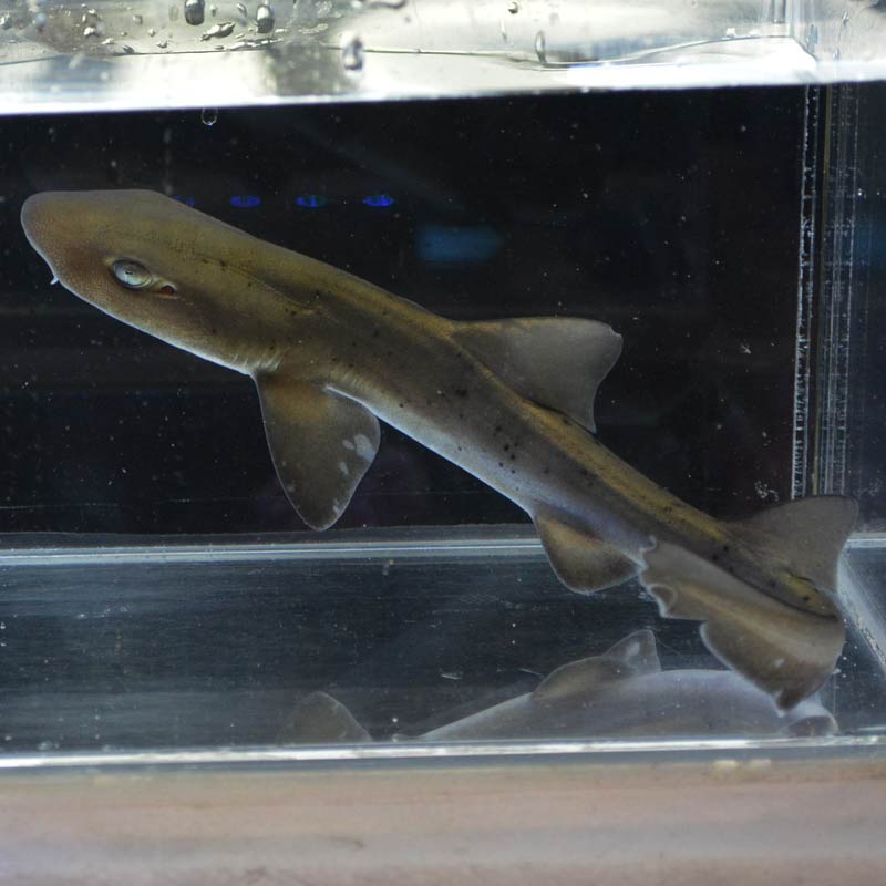 ドチザメ 近海産ハンドコート 海水魚図鑑 過去入荷 やどかり屋