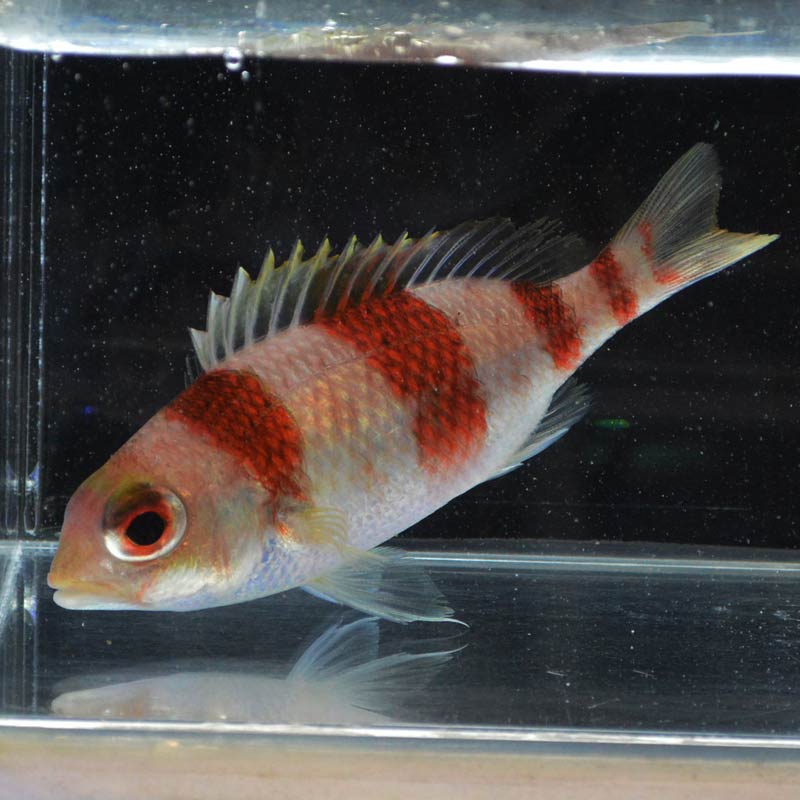 さかな　 タマガシラ【近海産】 | 海水魚図鑑（過去入荷）,海水魚,その他