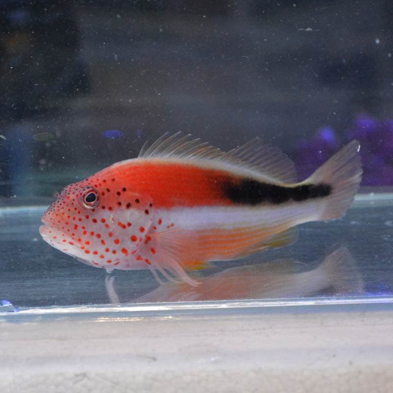 ホシゴンベ【スリランカ産】 | 海水魚図鑑（過去入荷）,海水魚,ゴンベ