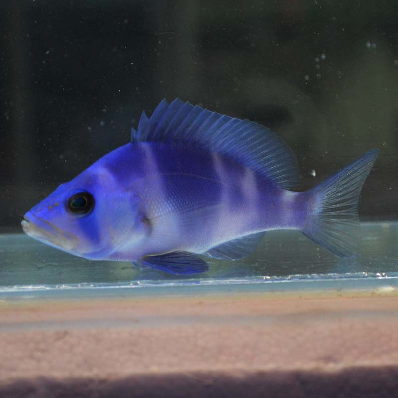 インディゴハムレット 海水魚 ハタ