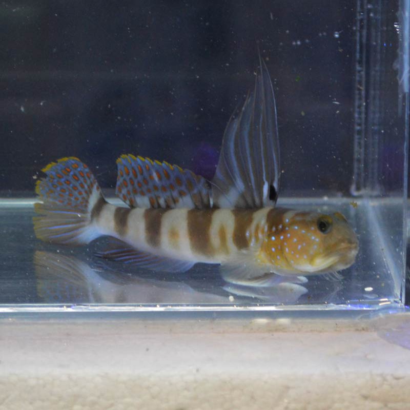 イトヒキハゼ 近海産 海水魚図鑑 過去入荷 海水魚 ハゼ やどかり屋