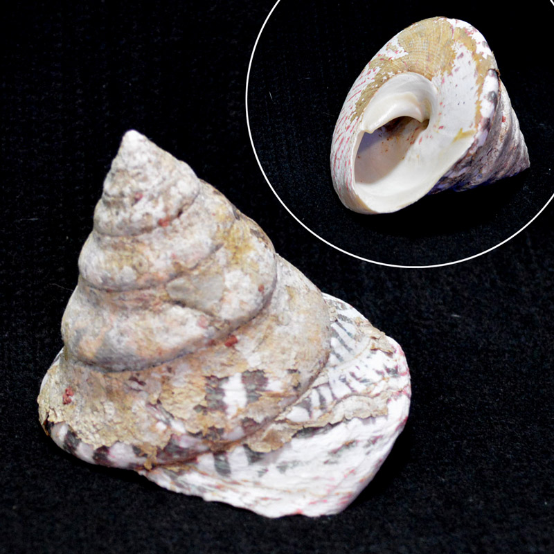 貝殻　自然 51ZQ7rn9aoL.jpg