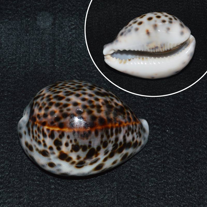 ホシダカラガイ 約9cm | 貝殻 | やどかり屋