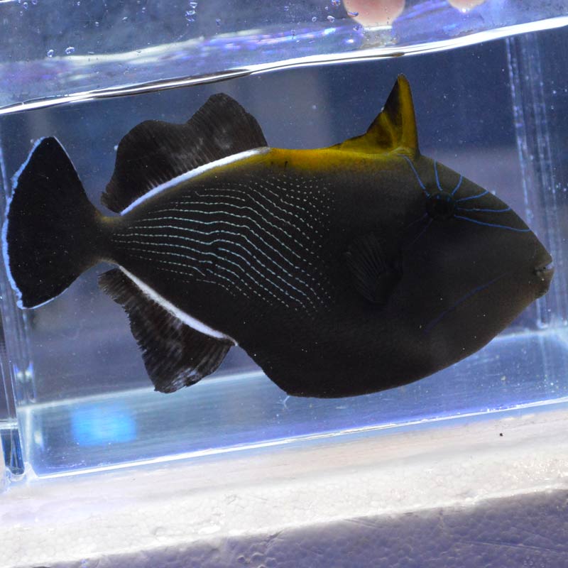 インディアントリガーフィッシュ【インド洋産】 | 海水魚図鑑（過去