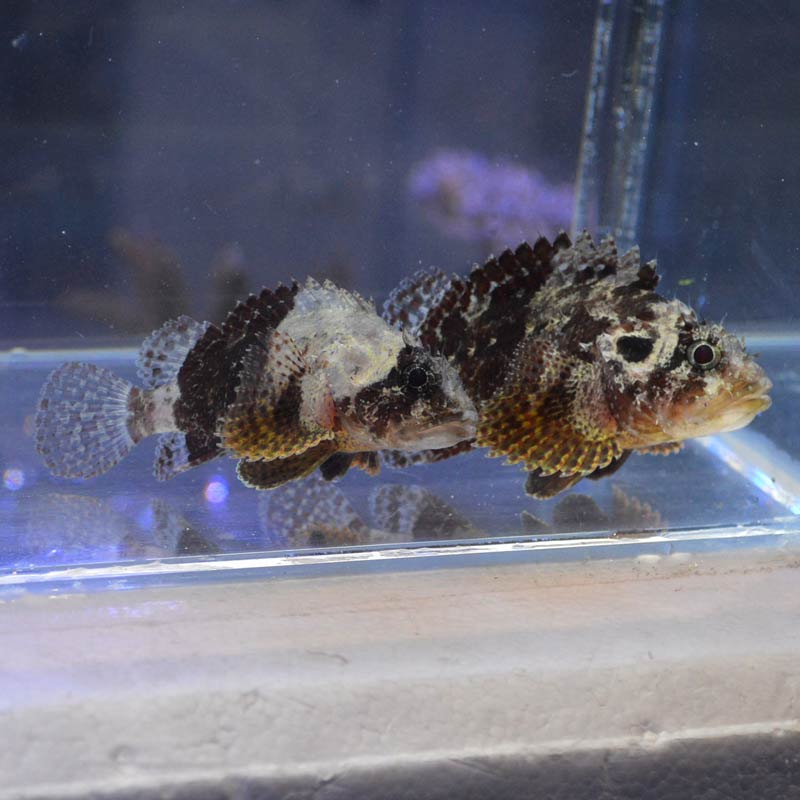 グアムカサゴ 天然ペア 近海産ハンドコート 海水魚図鑑 過去入荷 海水魚 カサゴ オコゼ やどかり屋