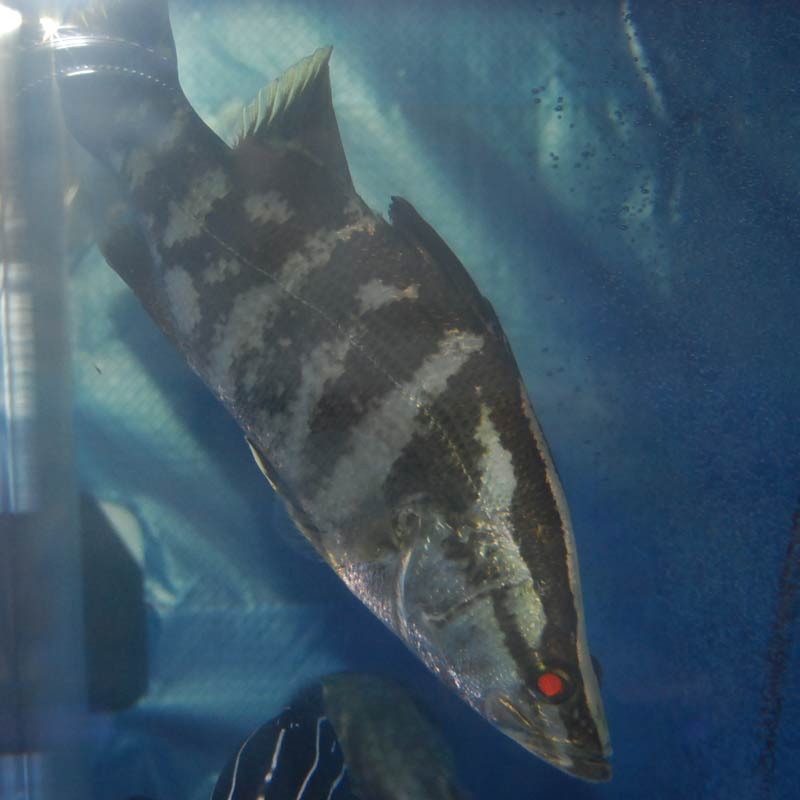 アカメ【近海産】海水順応 | 海水魚図鑑（過去入荷）,海水魚,その他
