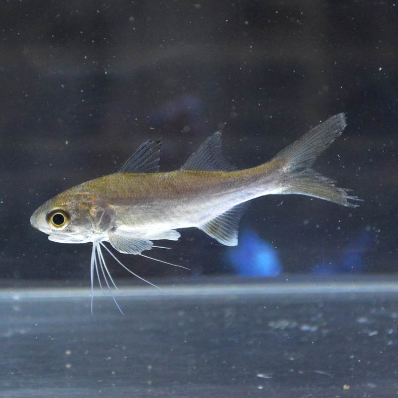 ツバメコノシロ【沖縄産ハンドコート】 | 海水魚図鑑（過去入荷）,海水