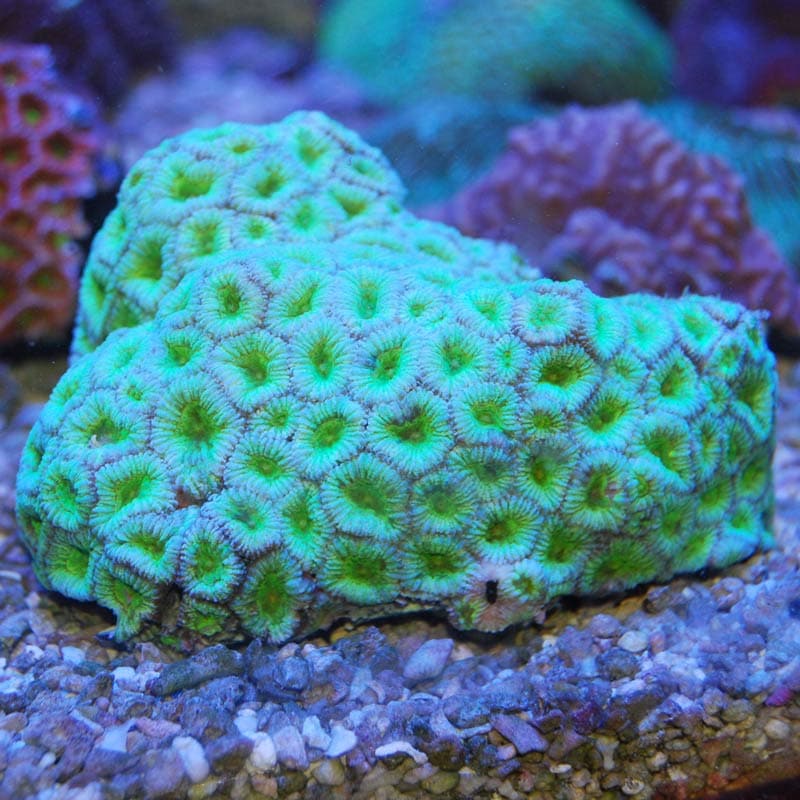 キクメイシsp.【8023】 | 海水魚図鑑（過去入荷）,サンゴ・イソギンチャク,ハードコーラル | やどかり屋