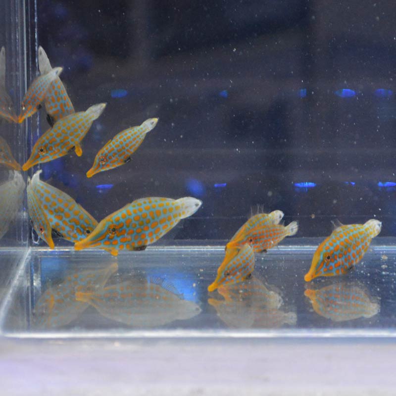 テングカワハギ 天然ファミリー10匹セット 沖縄産ハンドコート 海水魚図鑑 過去入荷 海水魚 カワハギ モンガラカワハギ やどかり屋