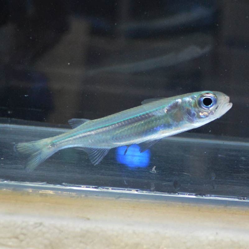 ヤクシマイワシ【近海産ハンドコート】 | 海水魚図鑑（過去入荷）,海水