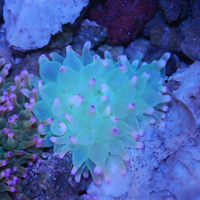 サンゴイソギンチャク 【近海産】【03109】 | 海水魚図鑑（過去入荷