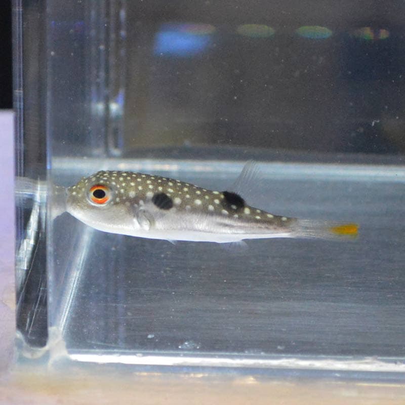 クサフグ 【近海産】【和歌山県産】 | 海水魚図鑑（過去入荷）,海水魚