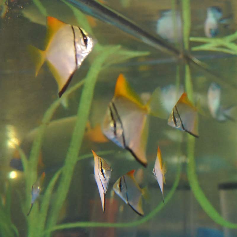 ヒメツバメウオ スリランカ産 海水魚 その他 やどかり屋