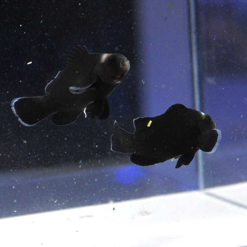 カクレクマノミ ミッドナイトクラウン 仲良し2匹 国産ブリード 海水魚図鑑 過去入荷 海水魚 クマノミ やどかり屋 カクレクマノミ ミッドナイトクラウン 仲良し2匹 国産ブリード 海水魚図鑑 過去入荷 海水魚 クマノミ やどかり屋