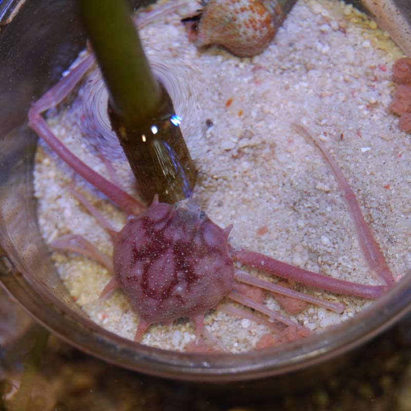Arcania undecimspinosa ジュウイチトゲコブシガニ カニ標本 ジュウイチトゲコブシガニ【セブ産】 | 海水魚図鑑（過去入荷）,甲殻類