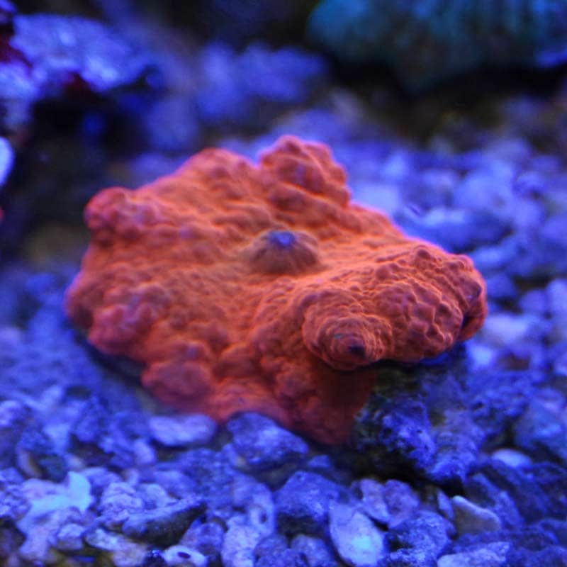 ディスクコーラル オレンジ 1枚【01034】 | 海水魚図鑑（過去入荷