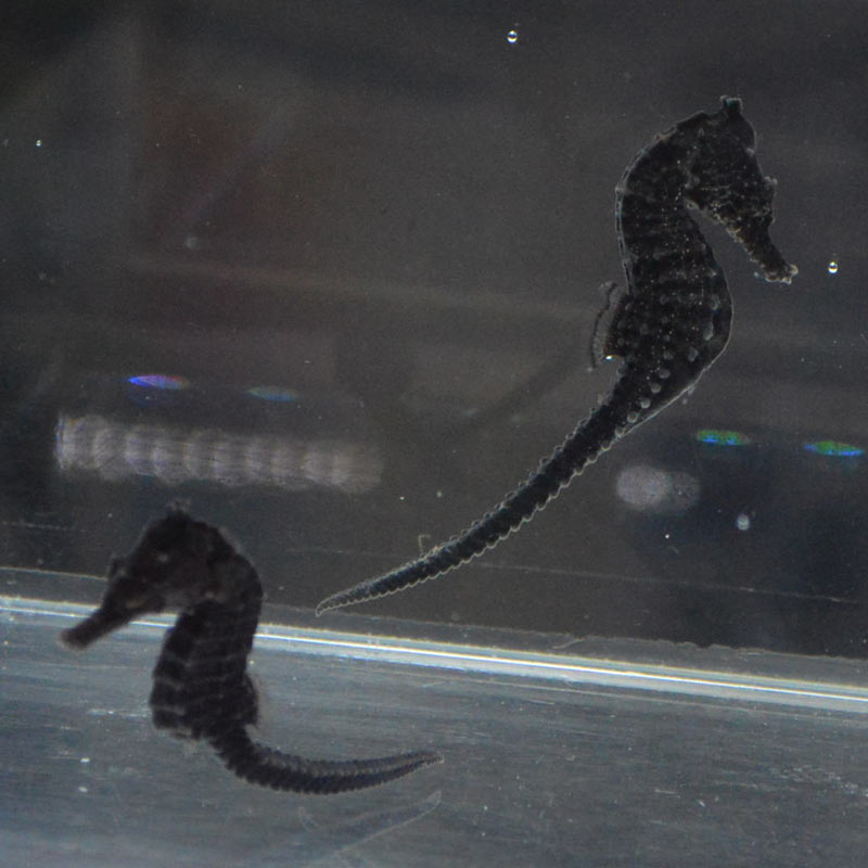 オオウミウマ ペア オーストラリア産ブリード 海水魚図鑑 過去入荷 海水魚 タツノオトシゴ やどかり屋