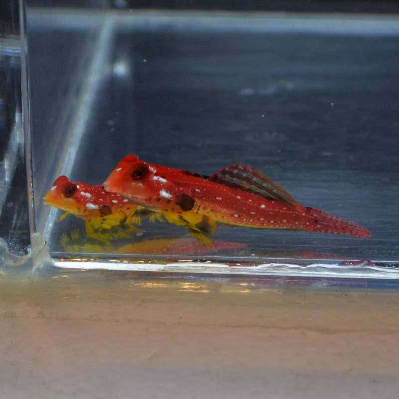 海水魚　ルビーレッドドラゴネット  1ペア ルビーレッドドラゴネット ペア【セブ産】 | 海水魚図鑑（過去入荷