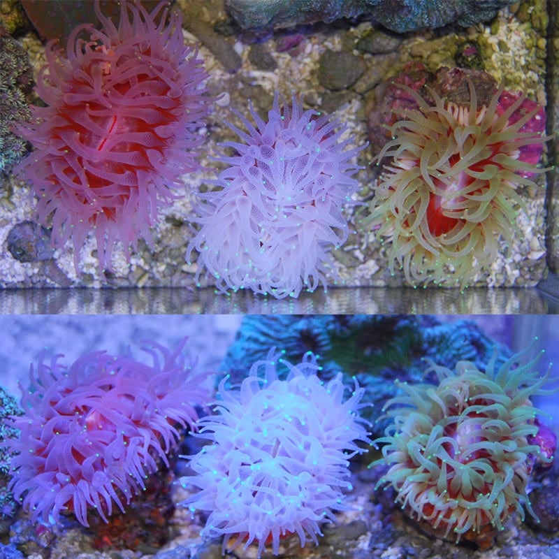 ウチウラタコアシサンゴ ピンク【1327】 | 海水魚図鑑（過去入荷