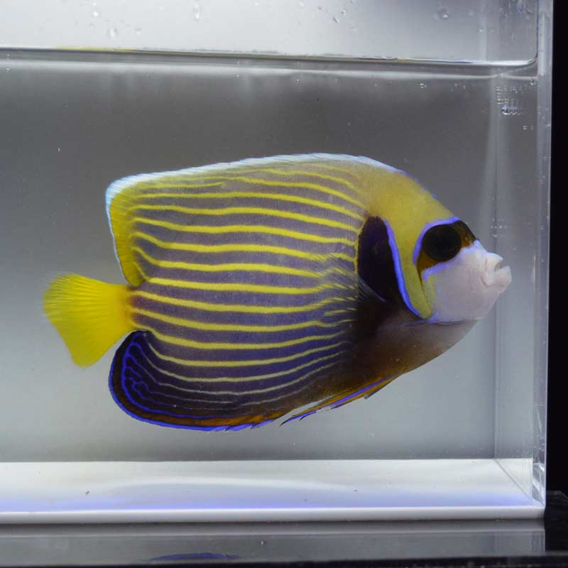 タテジマキンチャクダイ インドネシア産 海水魚図鑑 過去入荷 海水魚 ヤッコ やどかり屋