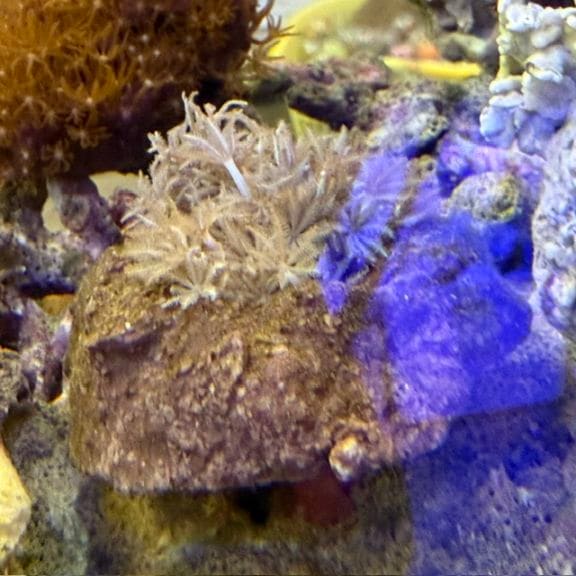 ハタゴイソギンチャク【セブ産】 | 海水魚図鑑（過去入荷）,サンゴ