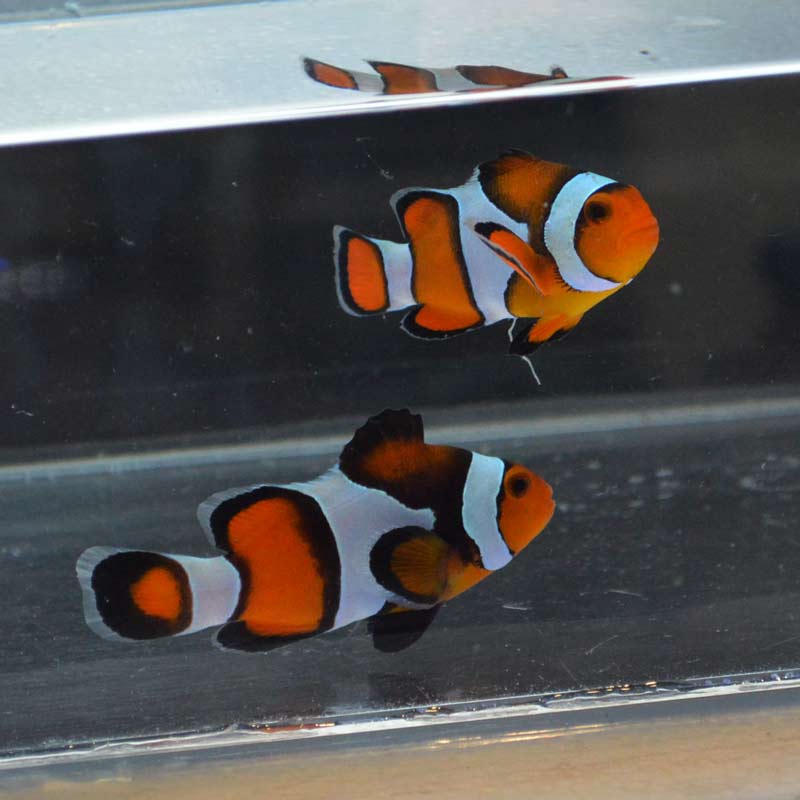 カクレクマノミ 天然ペア【インドネシア産】 | 海水魚図鑑（過去入荷