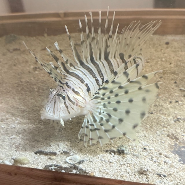 カージナルソルジャーフィッシュ【ハイチ産】 | 海水魚図鑑（過去入荷