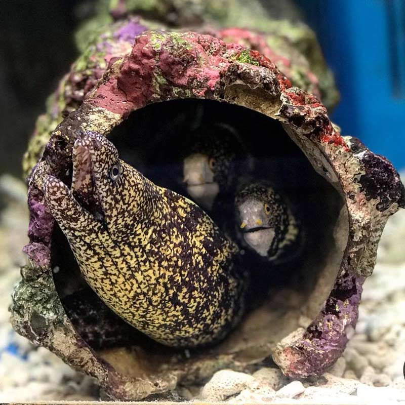 クモウツボ 近海産 1匹 海水魚図鑑 過去入荷 海水魚 ウツボ アナゴ やどかり屋