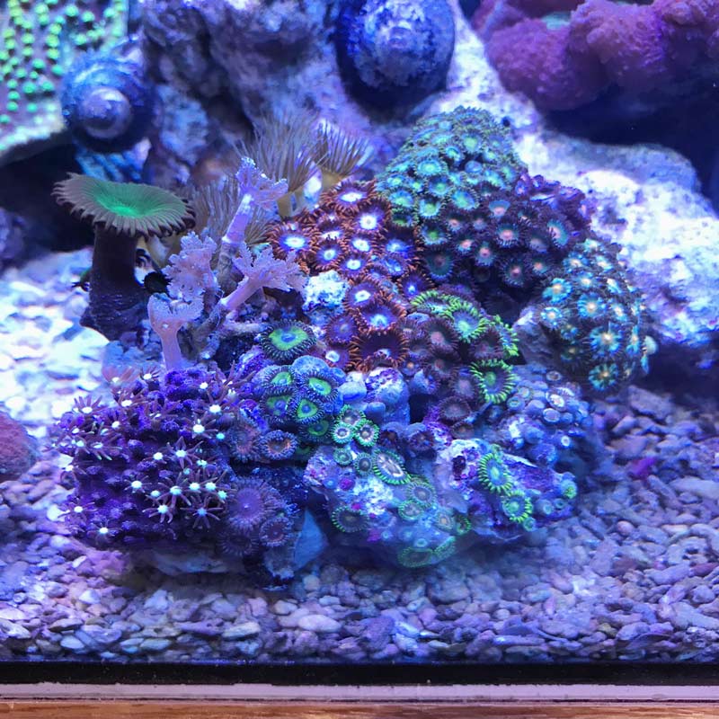 海水魚ソフトコーラル