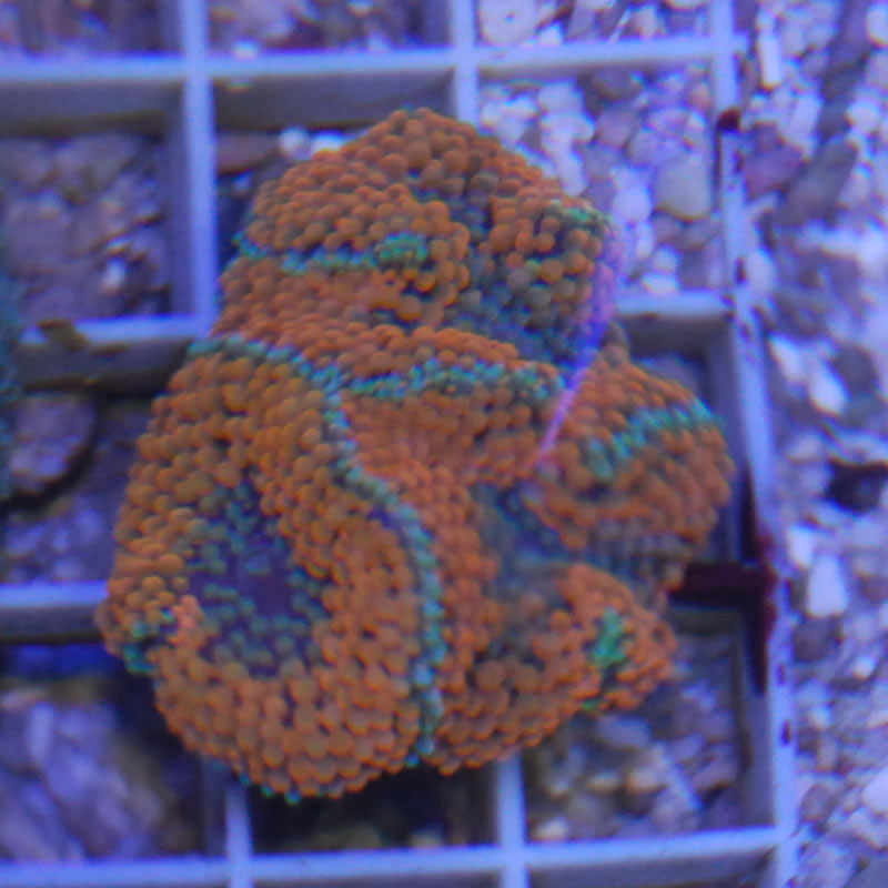 バブルディスクコーラル 10ヘッド バブルディスクコーラル 10ヘッド