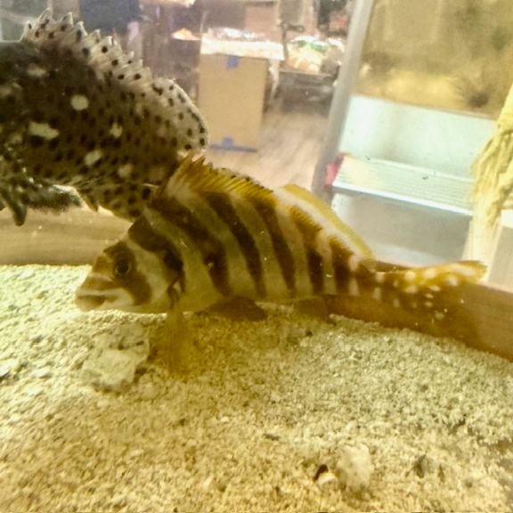 タカノハダイ（ヒダリマキ）【近海産】【和歌山県産】 | 海水魚,その他