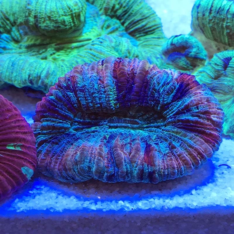 オオバナサンゴ 海水魚図鑑 過去入荷 サンゴ イソギンチャク ハードコーラル やどかり屋