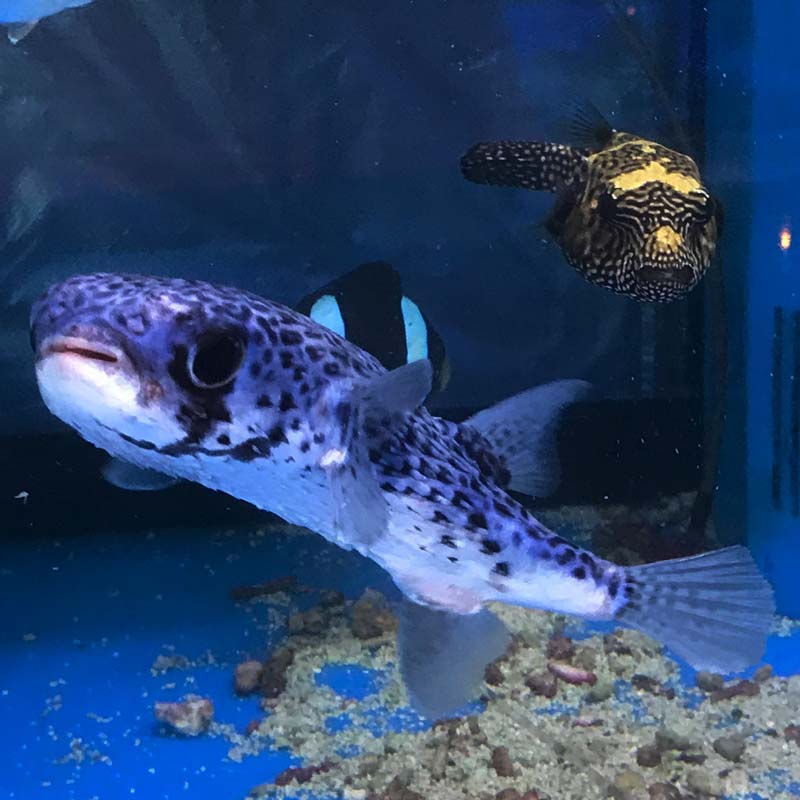 ヤセハリセンボン【マニラ産】 | 海水魚図鑑（過去入荷）,海水魚,フグ