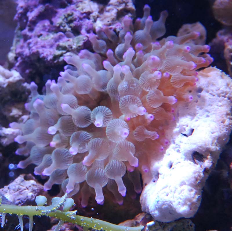 サンゴイソギンチャク 【近海産】【04106】 | 海水魚図鑑（過去入荷