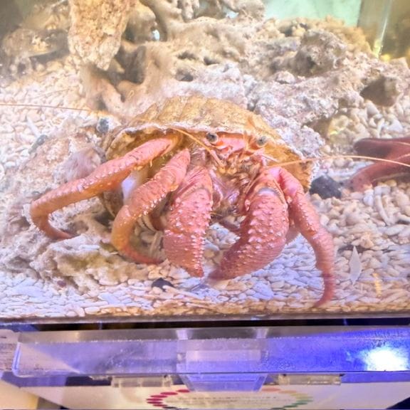 センジュイソギンチャク 【セブ産】 | 海水魚図鑑（過去入荷）,サンゴ