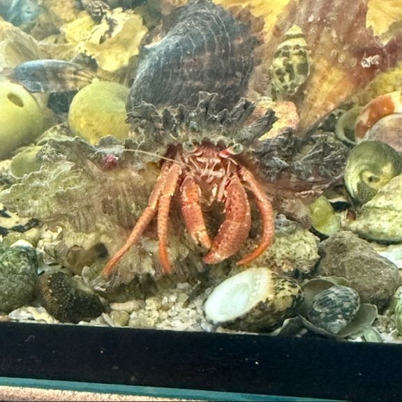 メキシコ産　モデスタキンイロコガネ　35mm メキシコ産 モデスタキンイロコガネ 35mm