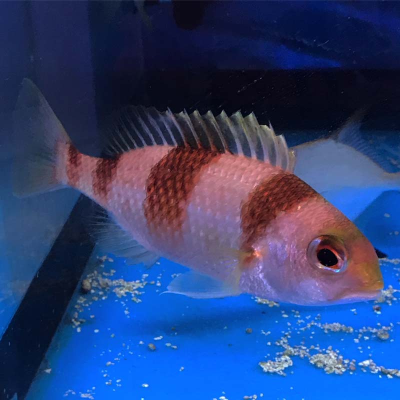 タマガシラ【近海産】 | 海水魚図鑑（過去入荷）,海水魚,その他